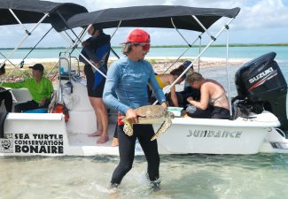 Sea Turtle Conservation Bonaire onderzoekt zeeschildpadden bij Lac