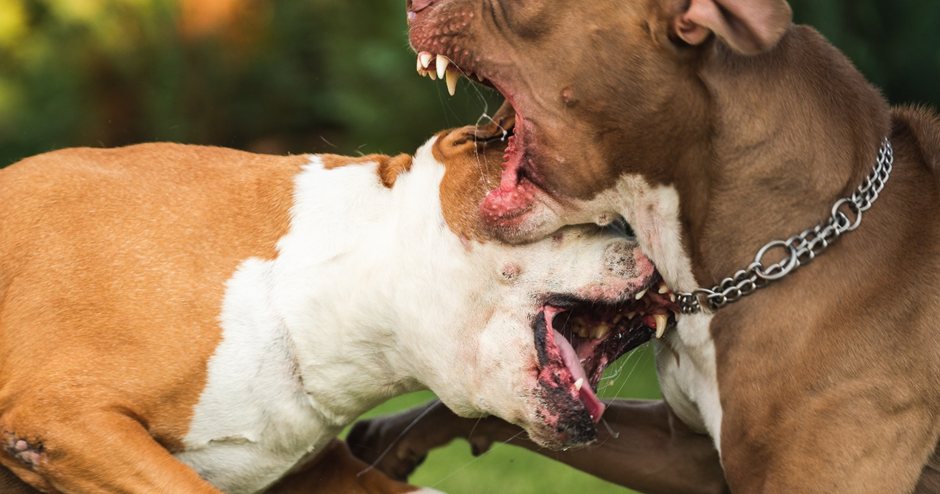 Buurtbewoners niet gerustgesteld na ondernomen actie tegen agressieve roedel honden