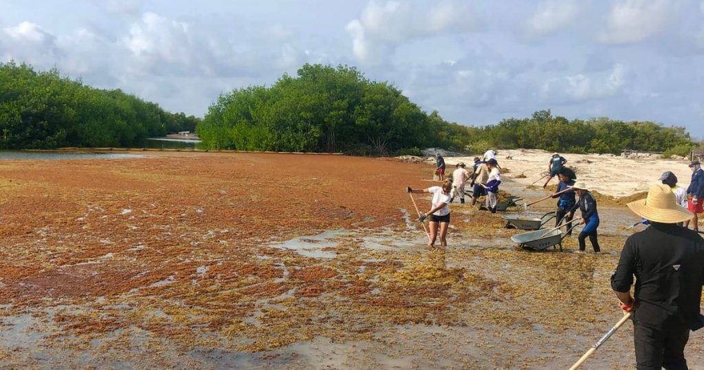 STINAPA vraagt hulp bij opruimen sargassum