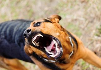 Agressieve hond doodgeschoten door politieagent in burger