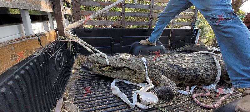 Ontsnapte Kaaiman op Curaçao was ontsnapt uit de Struisvogelfarm