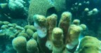 Duikstek Karpata gesloten in verband met koraalziekte