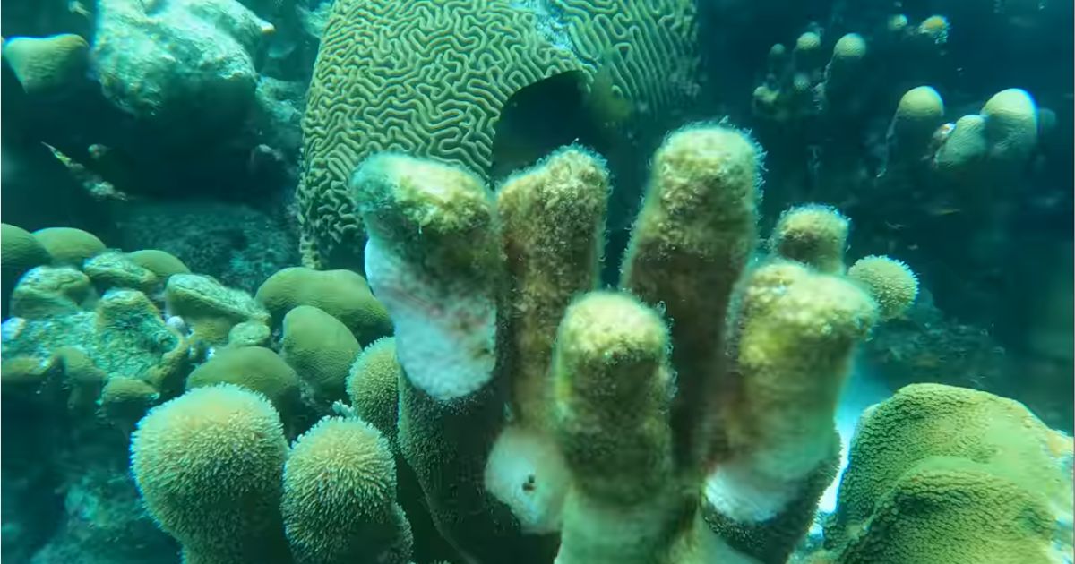 Duikstek Karpata gesloten in verband met koraalziekte