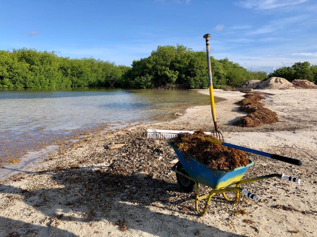 STINAPA bedankt voor hulp bij opruimen van sargassum