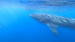 Walvishaai gespot voor kust van Bonaire