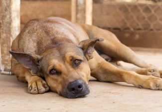 De Hondenproblematiek op Bonaire ligt volgens Claire Cointepas bij slecht houderschap