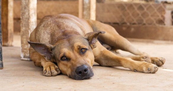 De Hondenproblematiek op Bonaire ligt volgens Claire Cointepas bij slecht houderschap
