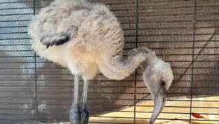 Eerste baby flamingo van dit seizoen ondergebracht in de opvang