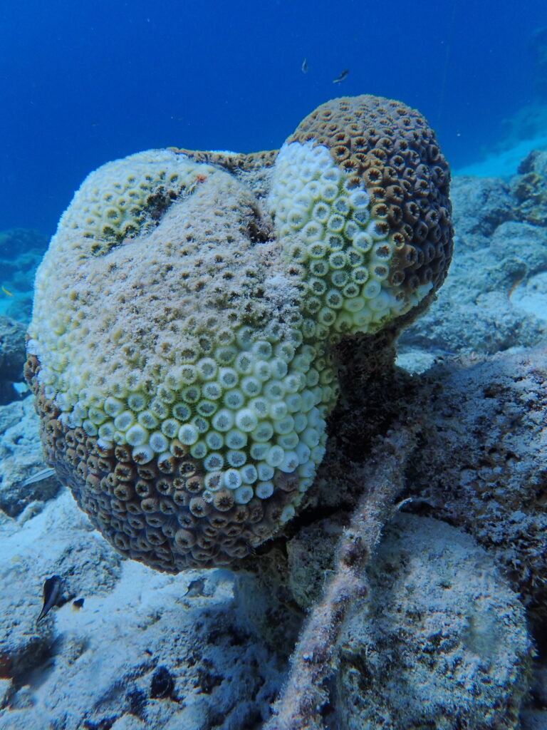 De koraalziekte SCTLD is ook aan de oostkust van Bonaire gesignaleerd