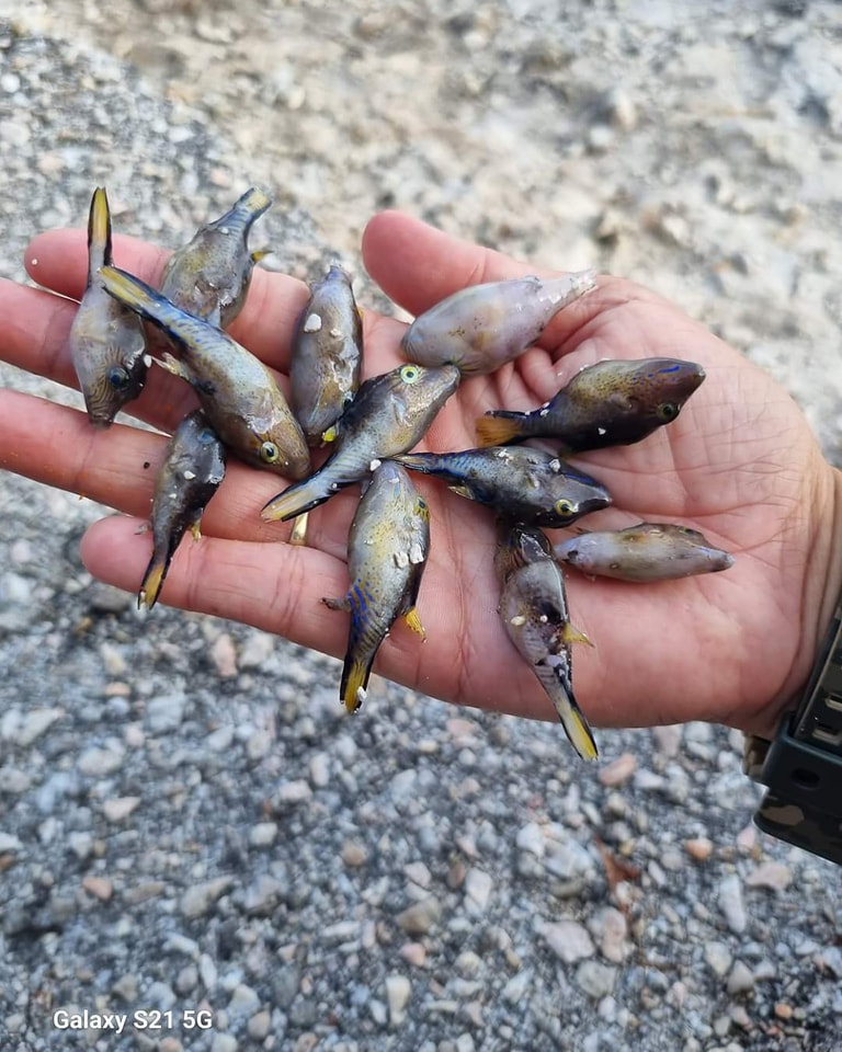 Sea Turtle Conservation Bonaire ontvangt meldingen van dode zeeschildpadden