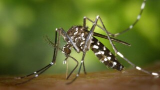 Prikken met nieuw vaccin tegen dengue begonnen in Nederland