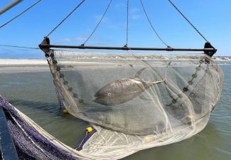 Trippin Tuna kunstwerk reist via Nederland naar Bonaire