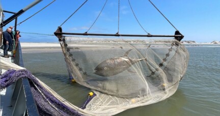 Trippin Tuna kunstwerk reist via Nederland naar Bonaire