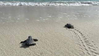 Eerste nest met zeeschildpadden uitgekomen op Klein Bonaire