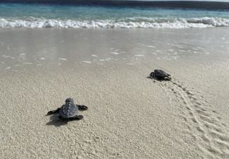 Eerste nest met zeeschildpadden uitgekomen op Klein Bonaire