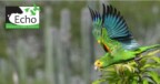 Echo zoek vrijwilligers voor jaarlijkse telling van papegaaien