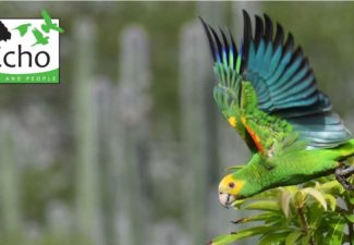 Echo zoek vrijwilligers voor jaarlijkse telling van papegaaien