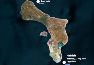 Twee zeeschildpadden op Bonaire van satellietzenders voorzien