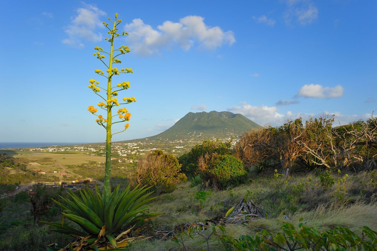 Agaveplant voor The Quill, Sint Eustatius