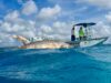 Kunstwerk Trippin Tuna komt aan op Bonaire
