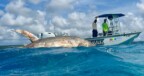 Kunstwerk Trippin Tuna komt aan op Bonaire