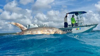 Kunstwerk Trippin Tuna komt aan op Bonaire