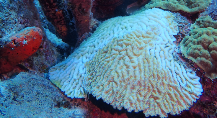 De koraalziekte SCTLD grijpt om zich heen op Bonaire