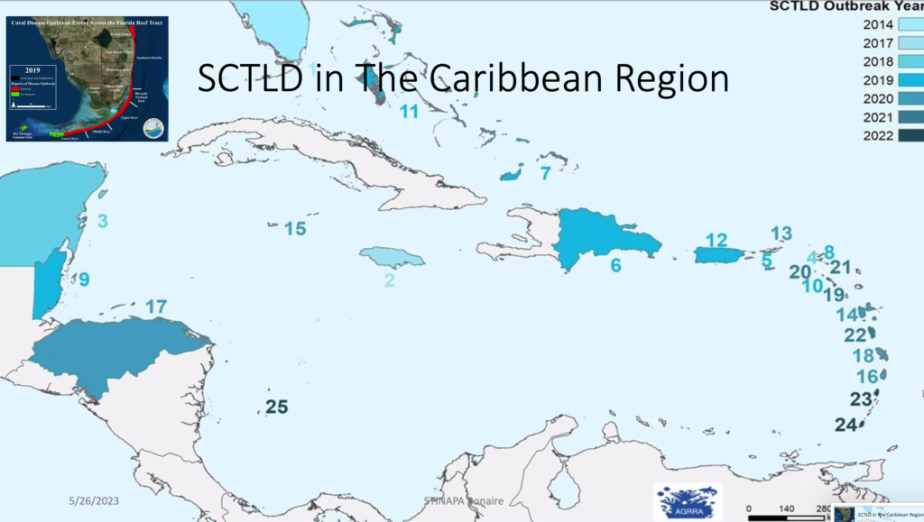 Volgens biologe Francisca van STINAPA is het niet per sé waar dat SCTLD via cruiseschepen naar Bonaire is gekomen