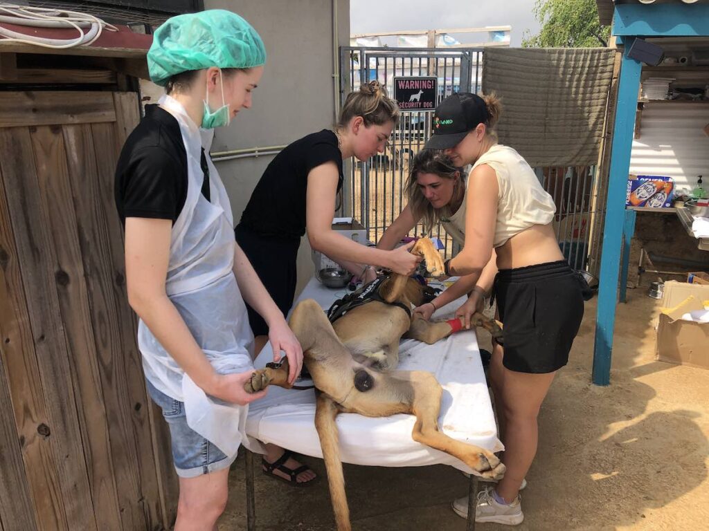 Meer dan 100 honden en katten werden in een week door de vrijwilligers geholpen.