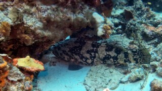 De Goliath Tandbaars is terug in de wateren van Bonaire.