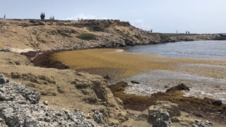 Sargassum op Bonaire is een groot probleem.