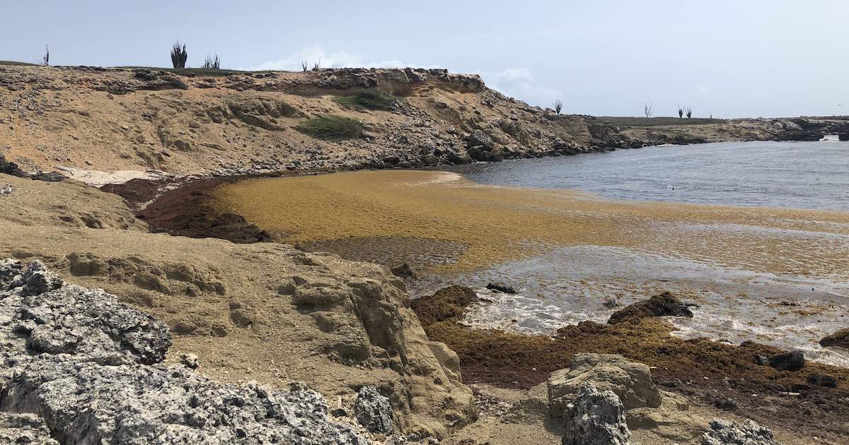 Sargassum op Bonaire is een groot probleem.