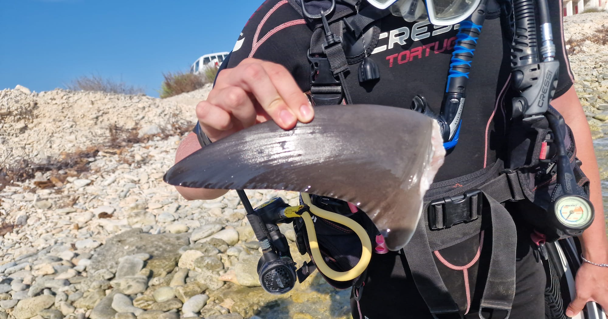 Een afgesneden haaienvin werd gevonden op het strand van Bonaire.