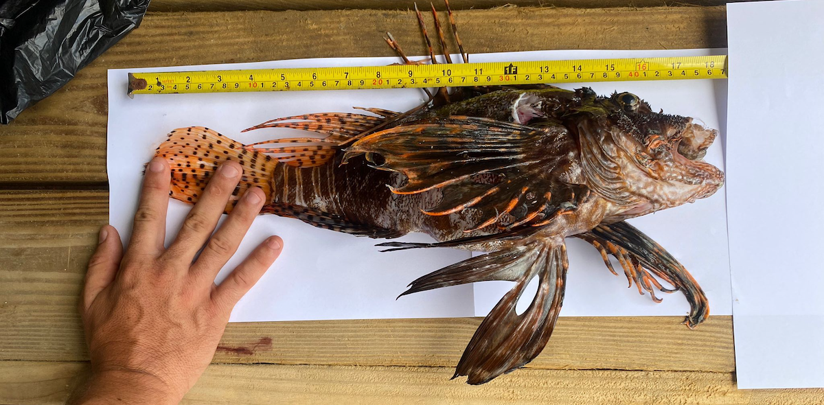 Een grote koraalduivel is dit weekend van het rif van Bonaire gehaald.