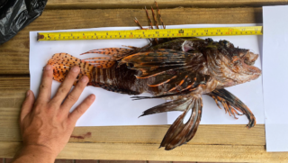 Een grote koraalduivel is dit weekend van het rif van Bonaire gehaald.