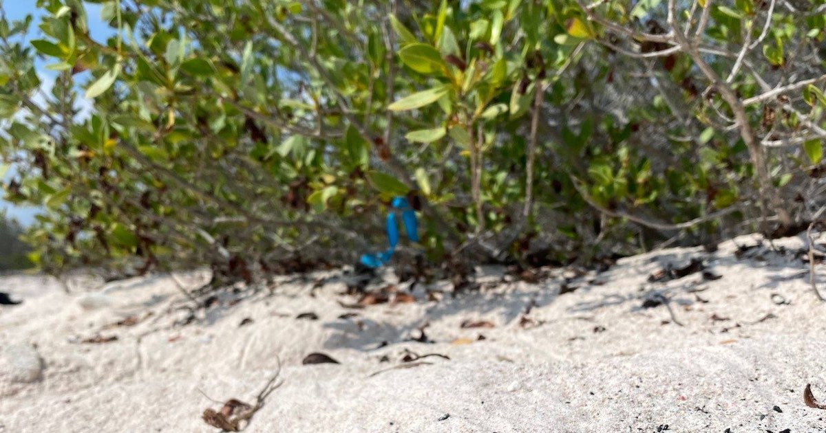 Blauwe linden geven aan dat er een nest met schildpadden is gesignaliseerd. 