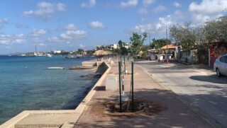 Nieuwe bomen worden geplant bij de boulevard van Bonaire.