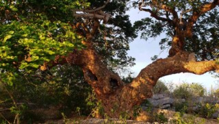 Een Wayaka op Bonaire zou meer dan 1000 jaar oud zijn.