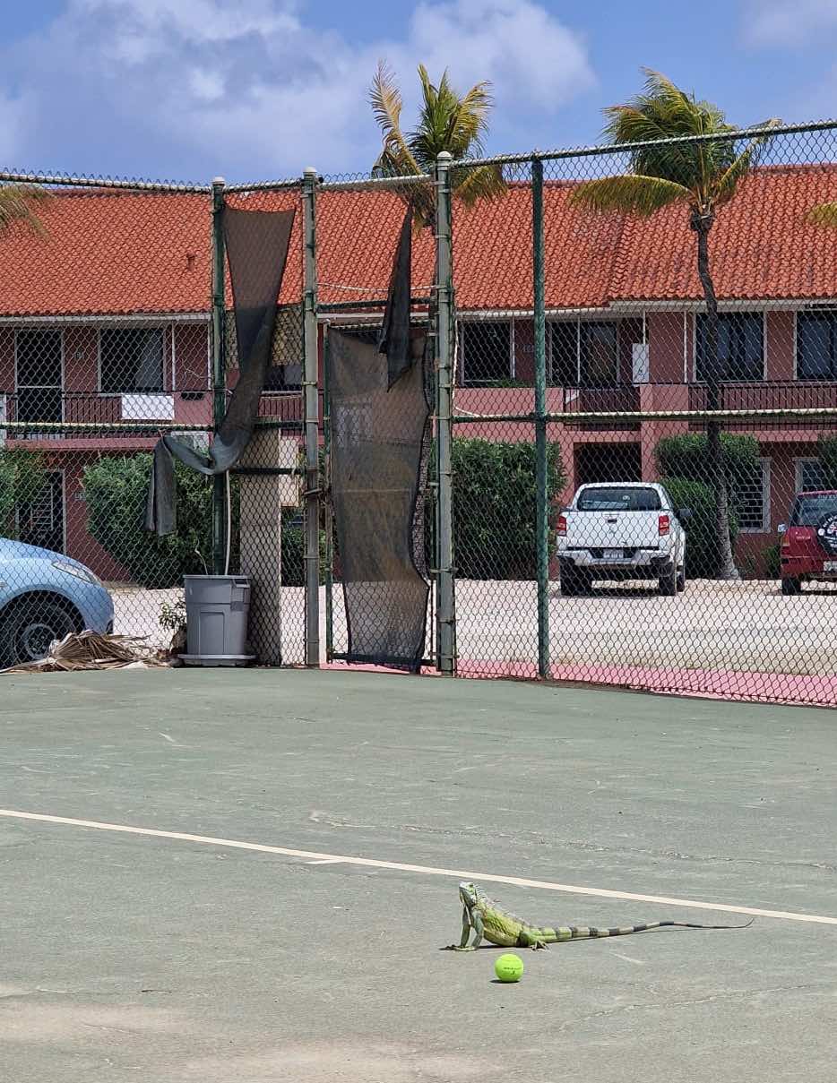 Deze leguaan lijkt ook uit te kijken naar meer tennisballen op de baan. 