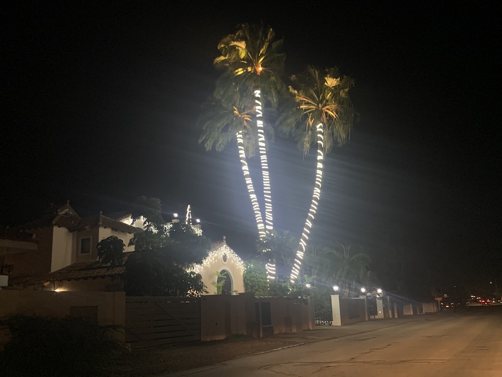 Ook sommige palmbomen zijn 's avonds verlicht. 