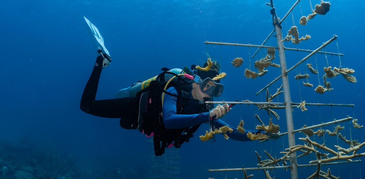 Koraalbescherming is belangrijk op Bonaire.