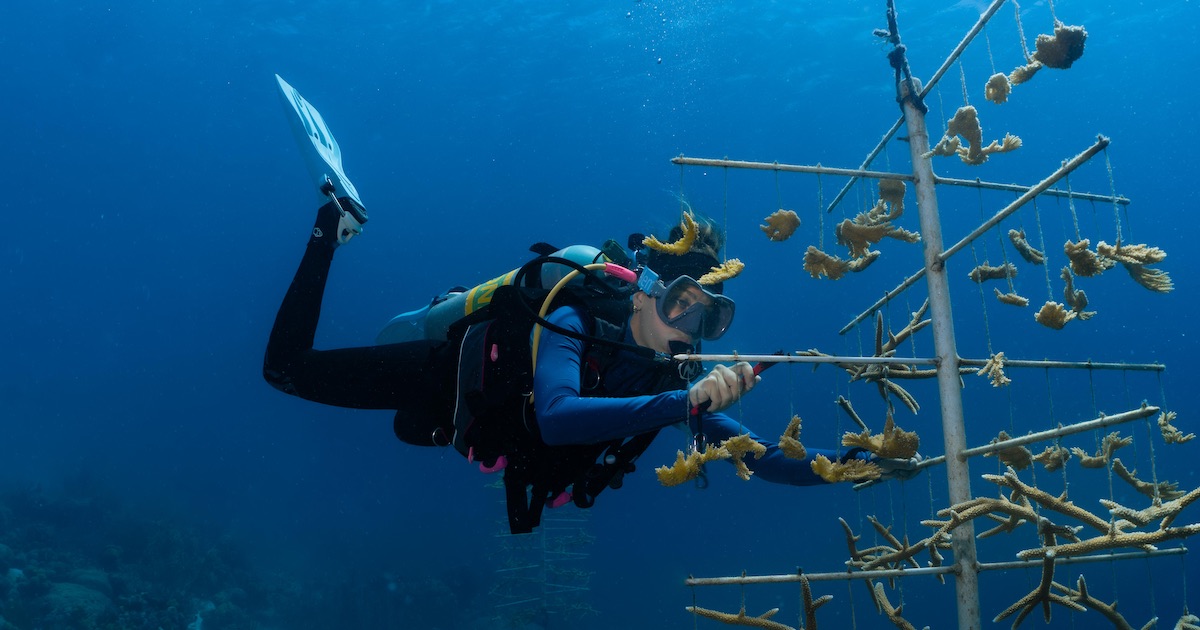 Koraalbescherming is belangrijk op Bonaire.